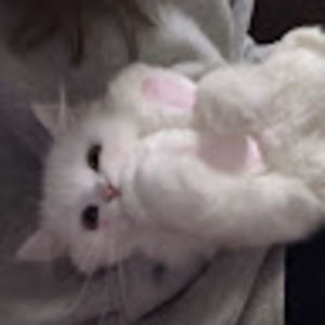 Meet your Posher, Emi